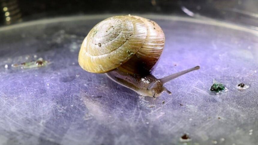 Bermuda snails were thought to be extinct from the island, a decade later breeders have released over 100,000 of them back
