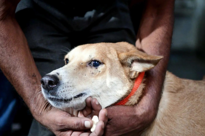 'Bite incidents every day': Delhi HC takes up stray dog issue, launches suo motu PIL