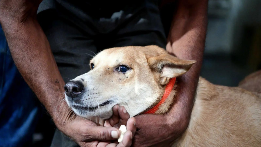 'Bite incidents every day': Delhi HC takes up stray dog issue, launches suo motu PIL