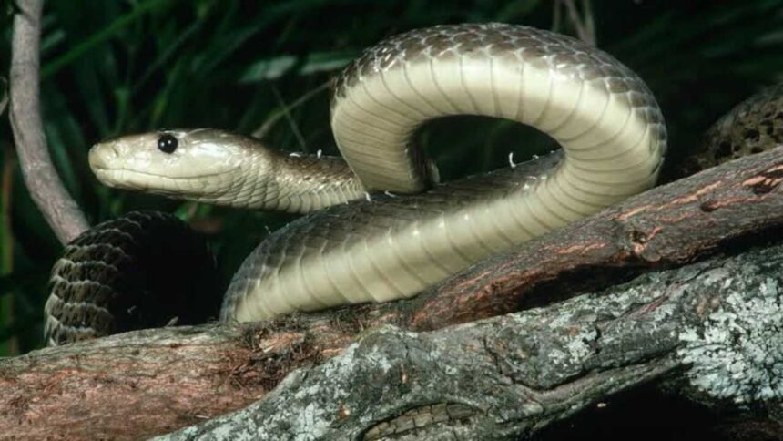 Black mamba snake isn’t actually black: Here’s why it got its name