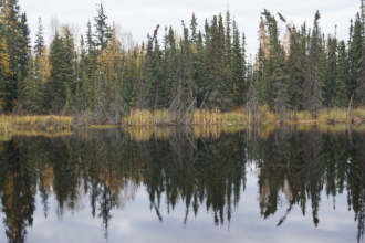 Boreal forests shade permafrost so effectively that summer thaw stays about one metre shallower