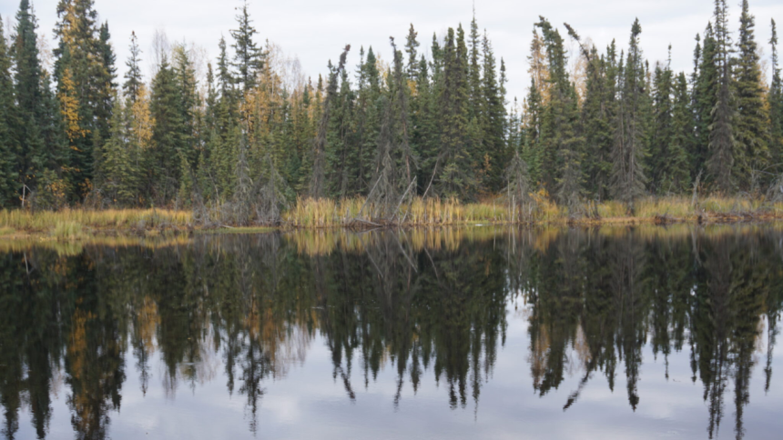 Boreal forests shade permafrost so effectively that summer thaw stays about one metre shallower