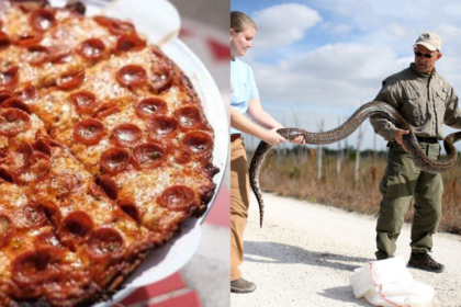 Bring a python, get a pizza: A Florida restaurant is giving away free 'python pizza' if you bring a Burmese python caught in