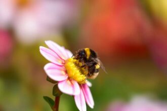 Bumblebees carry up to 7 times more toxic metals than honeybees, study finds