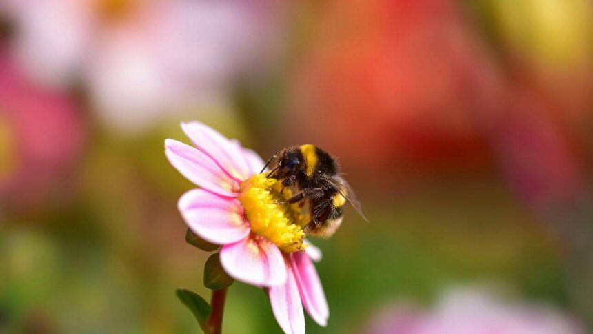 Bumblebees carry up to 7 times more toxic metals than honeybees, study finds