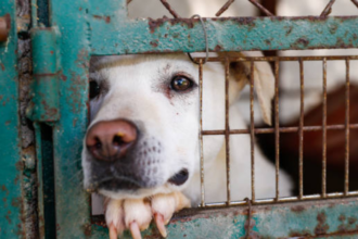 California woman who ran fake animal rescue left dogs to die in a hot car; freed by court without bail