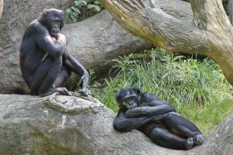 Chimpanzees and bonobos hug before meals to avoid fights and distribute food fairly, scientists discover