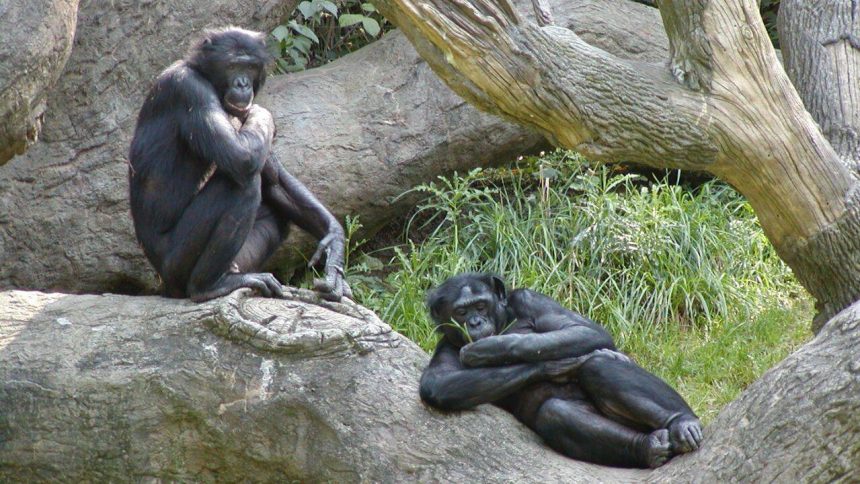 Chimpanzees and bonobos hug before meals to avoid fights and distribute food fairly, scientists discover