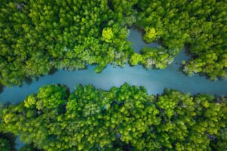 China lost more than 50% of its mangrove forests by the 2000s, now it has restored 22,500 hectares of the trees