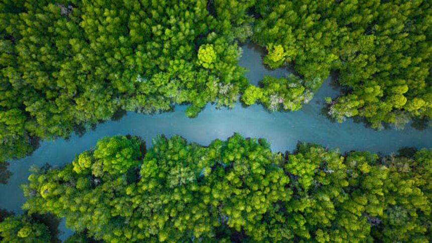 China lost more than 50% of its mangrove forests by the 2000s, now it has restored 22,500 hectares of the trees