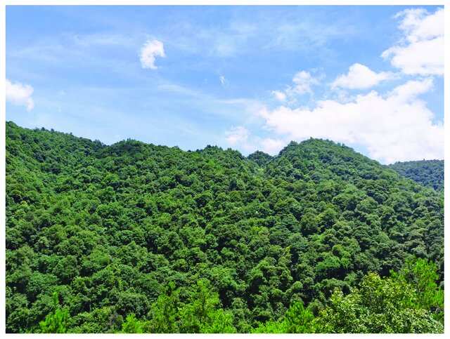 China spent decades planting 66 billion trees; scientists found they now outgrow natural forests by 66%