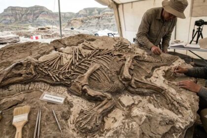China's 125-million-year-old dinosaur fossil reveals preserved skin, strange spikes and a previously unknown species