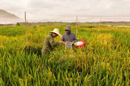 China’s new hybrid rice can preserve its high-yield traits across generations, allowing farmers to...