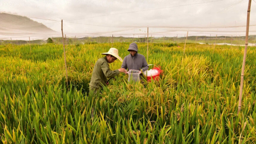 China’s new hybrid rice can preserve its high-yield traits across generations, allowing farmers to...