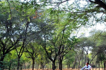 Civic body rolls out blueprint to turn Ahmedabad green