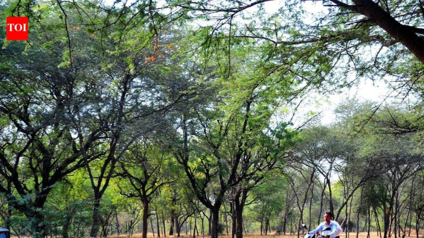 Civic body rolls out blueprint to turn Ahmedabad green