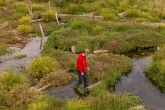 Conservationists filled a 1.2km river channel, new Somerset wetland now attracts rare wildlife
