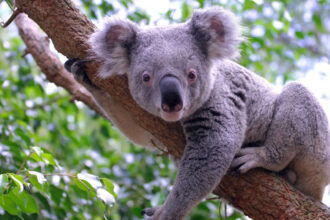 DNA from 457 koalas suggests the species nearly went extinct 100,000 years ago, before humans...
