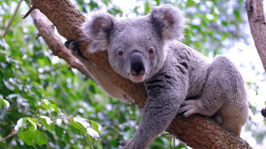 DNA from 457 koalas suggests the species nearly went extinct 100,000 years ago, before humans...