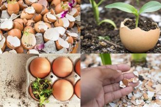 Don't throw away eggshells! 7 Smart ways gardeners use them to help plants thrive