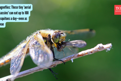 Dragonflies: These tiny 'aerial assassins' can eat up to 100 mosquitoes a day—even as larvae