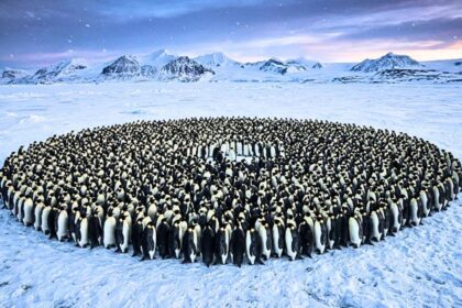 Emperor penguins survive Antarctica's brutal winters by huddling together, but a maths study reveals the hidden system behind