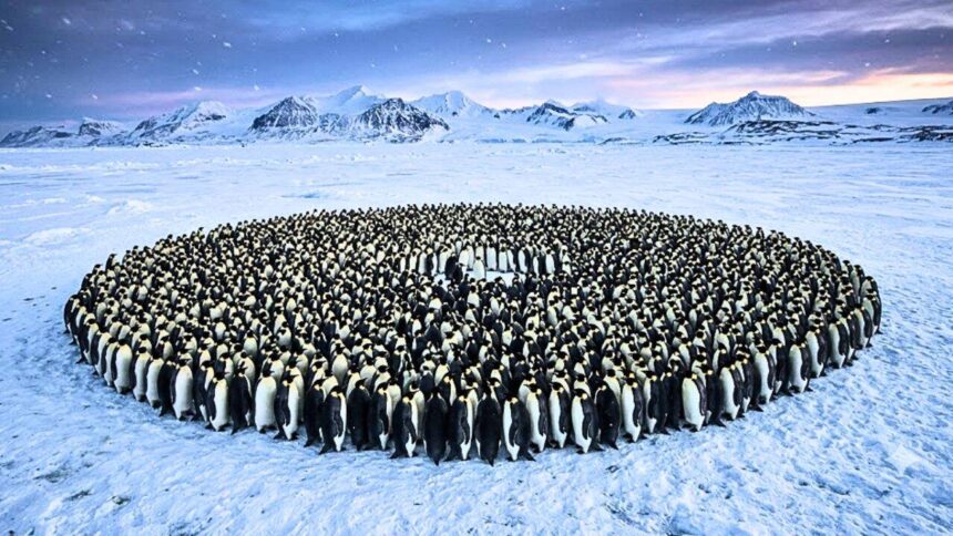Emperor penguins survive Antarctica's brutal winters by huddling together, but a maths study reveals the hidden system behind