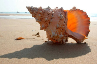 Empty seashells became the ocean’s first ready-made homes 470 million years ago