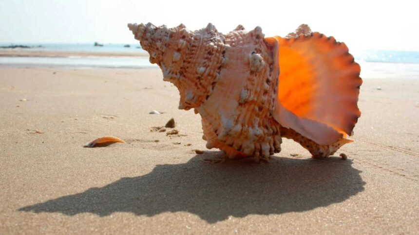 Empty seashells became the ocean’s first ready-made homes 470 million years ago