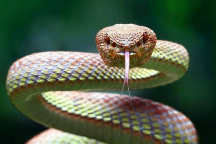 Europe is becoming too hot for some cold-blooded snakes, but one region could become their last major refuge