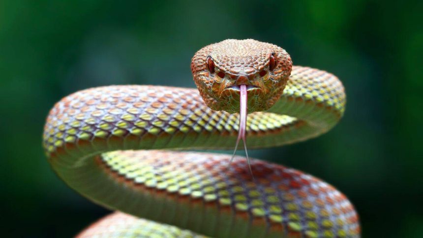 Europe is becoming too hot for some cold-blooded snakes, but one region could become their last major refuge