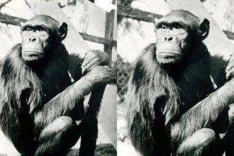 Famous chimpanzees solved puzzles that changed how humans understood intelligence, but their move to Berlin had a tragic endi