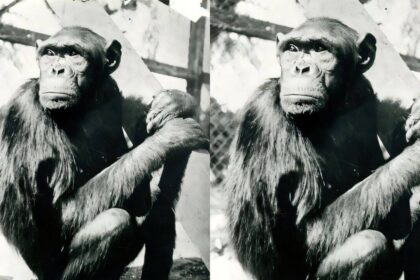 Famous chimpanzees solved puzzles that changed how humans understood intelligence, but their move to Berlin had a tragic endi
