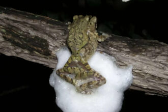 Female African treefrogs mate with several males simultaneously; together they whip up...