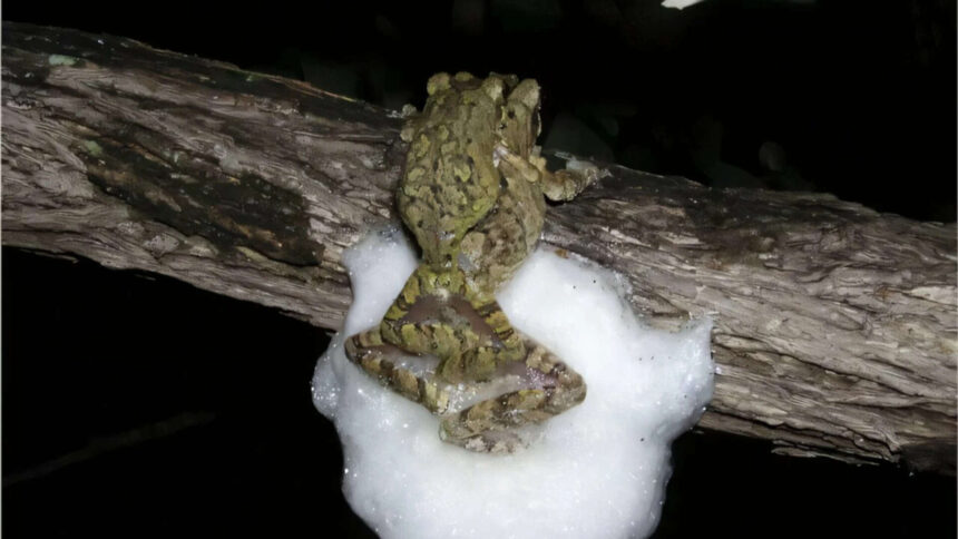 Female African treefrogs mate with several males simultaneously; together they whip up...