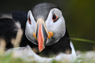 First puffin chick in 30 years just emerged from England's south coast after 15 weeks of careful monitoring, giving new hope