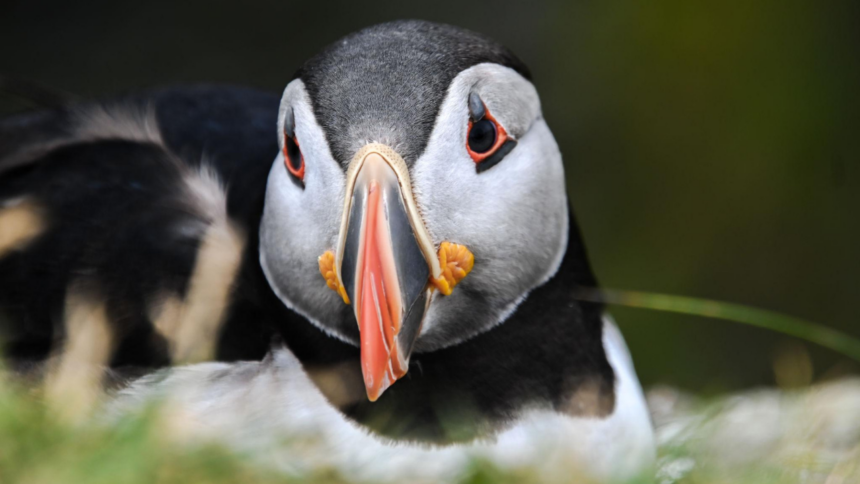 First puffin chick in 30 years just emerged from England's south coast after 15 weeks of careful monitoring, giving new hope
