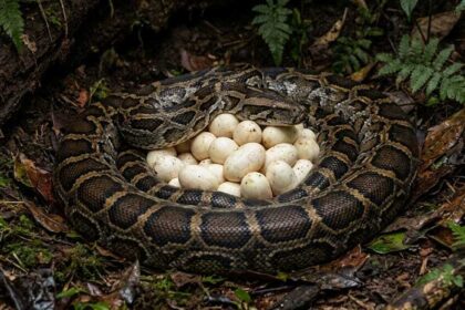 Found snake eggs in your garden? Here's what experts say you should do