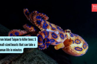 From Inland Taipan to killer bees: 5 small-sized beasts that can take a human life in minutes