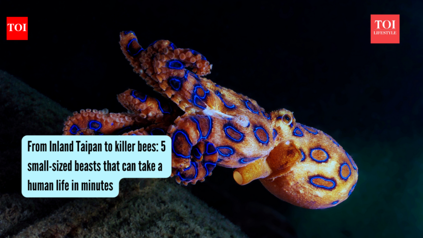 From Inland Taipan to killer bees: 5 small-sized beasts that can take a human life in minutes