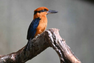 Guam kingfishers vanished from their home after invasive snakes devastated their species: Now scientists are restoring them w