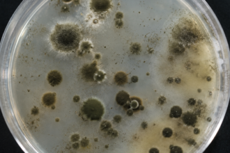 How Chornobyl's mysterious fungus could change medicine and future space missions