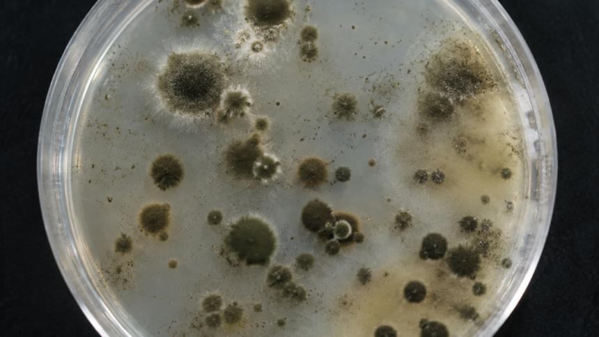 How Chornobyl's mysterious fungus could change medicine and future space missions