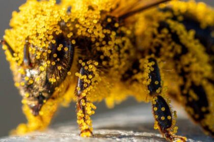How tiny pollen grains helped solve a brutal murder: The fascinating science behind nature's invisible crime scene evidence