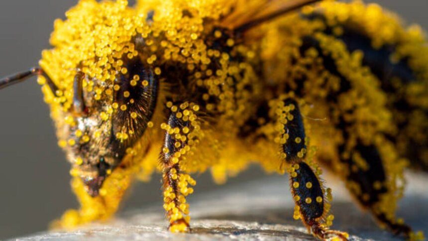 How tiny pollen grains helped solve a brutal murder: The fascinating science behind nature's invisible crime scene evidence