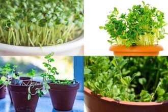 How to grow fresh fenugreek leaves at home; plus 5 health benefits you should know