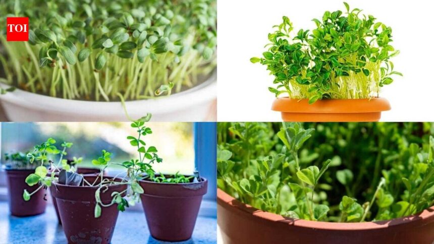 How to grow fresh fenugreek leaves at home; plus 5 health benefits you should know