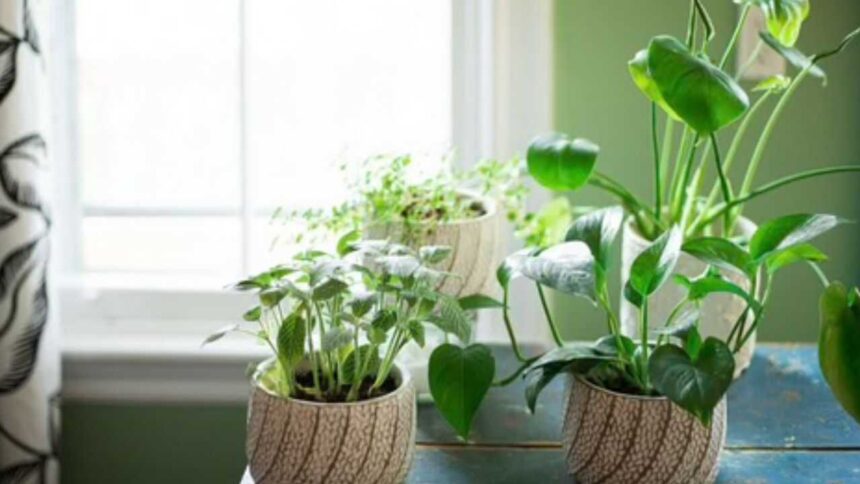 How to grow indoor plants without direct sunlight: Easy tips to keep your houseplants healthy