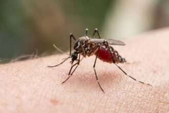 Human blood is becoming a preferred choice for mosquitoes, and scientists think Brazil’s disappearing forests may be the re