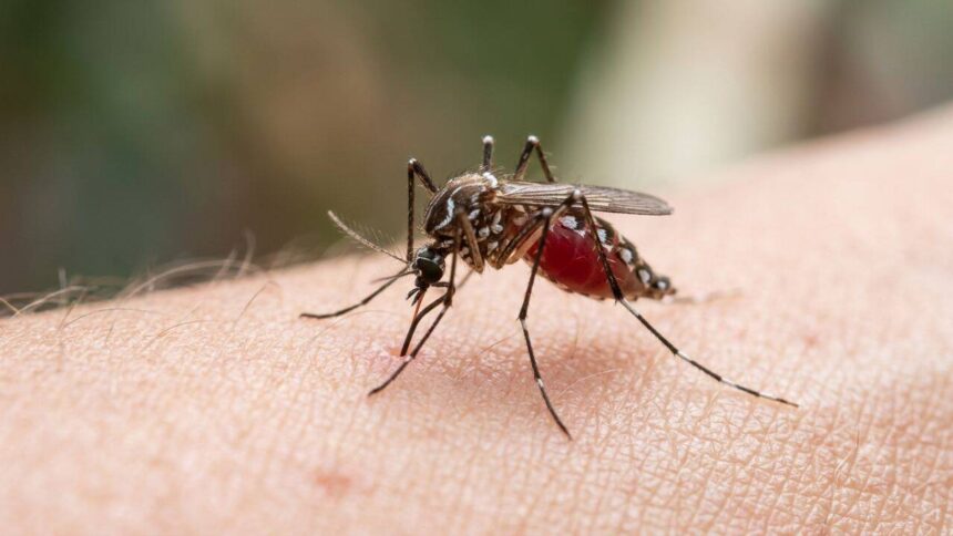 Human blood is becoming a preferred choice for mosquitoes, and scientists think Brazil’s disappearing forests may be the re